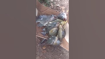 rô phi hồ núi Le năm nay không phải dễ câu nha các bác.