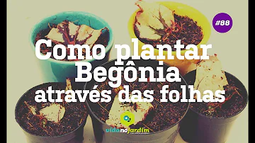 Como fazer mudas da begônia maculata?