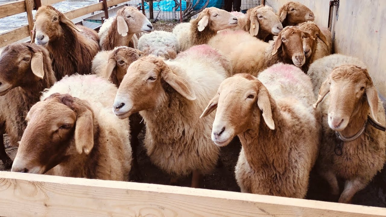 7-mart, 2026 arashan qoʻchqor qoʻzilar keldi 😱🫡😱👍👍👍👍👍👍