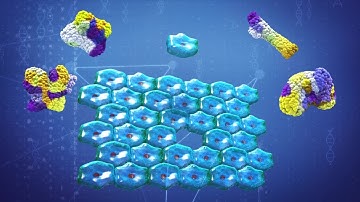 Scientists create monkey chimera with human cells