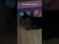 #phonkmusic #phonk #music that’s my cat