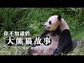 《你不知道的大熊猫故事》“草草”野外引种“招亲” | CCTV纪录