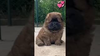 Lovely puppies and So cute of pets  SCOP: 260