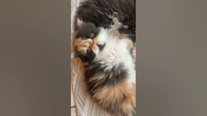 Watch the video about Exotic calico and black /white longhair Persian kittens