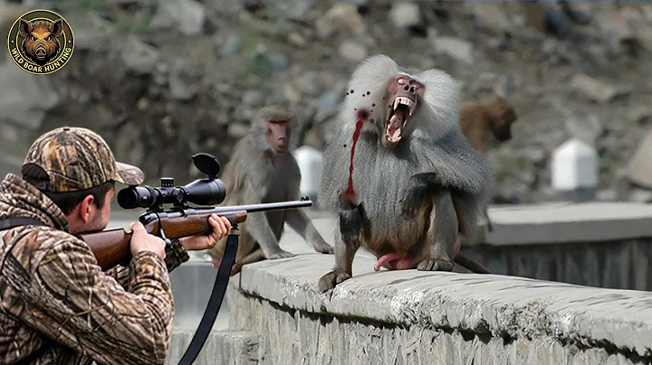 How Do Florida Hunters Deal With Millions of Wild Baboons And Monkeys | Wild Boar Hunting