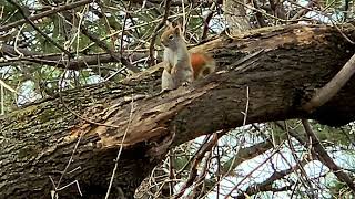 Squirrel Video (3/11/24)