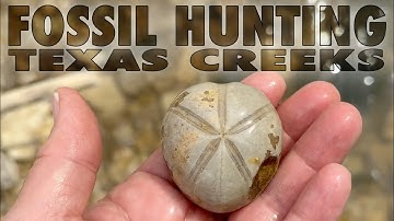 Fossil Hunting North Texas Creeks