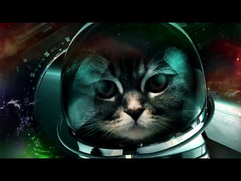 Space cat - YouTube