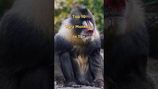 Top 10 Ugly Monkeys In The World