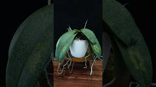 Can Orchids be too crowded in their pot UPDATE #orchidcare #orchidculture #plants @MissOrchidGirl