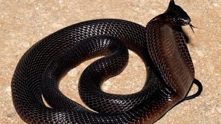 Dangerous Big Black Cobra | How to Tackle A Cobra.