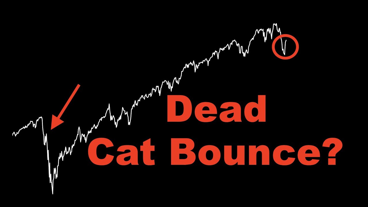 Dead Cat Bounce. Dead market