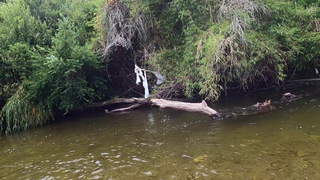 Pescando con mosca cerca de Fresia en la región de Los Lagos en Chile - Segunda Parte: Vlog #32