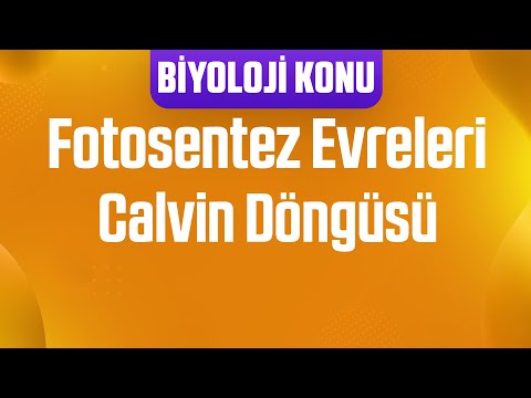 Fotosentez Evreleri : Calvin Döngüsü / Karanlık Evre Reaksiyonları