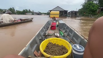 Câu cá vồ đém mùa nước nổi ( Tập 1 )