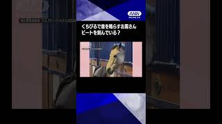 ノリノリ？クール？お見事！　くちびるで音を鳴らすお馬さん　ビートを刻んでいる？