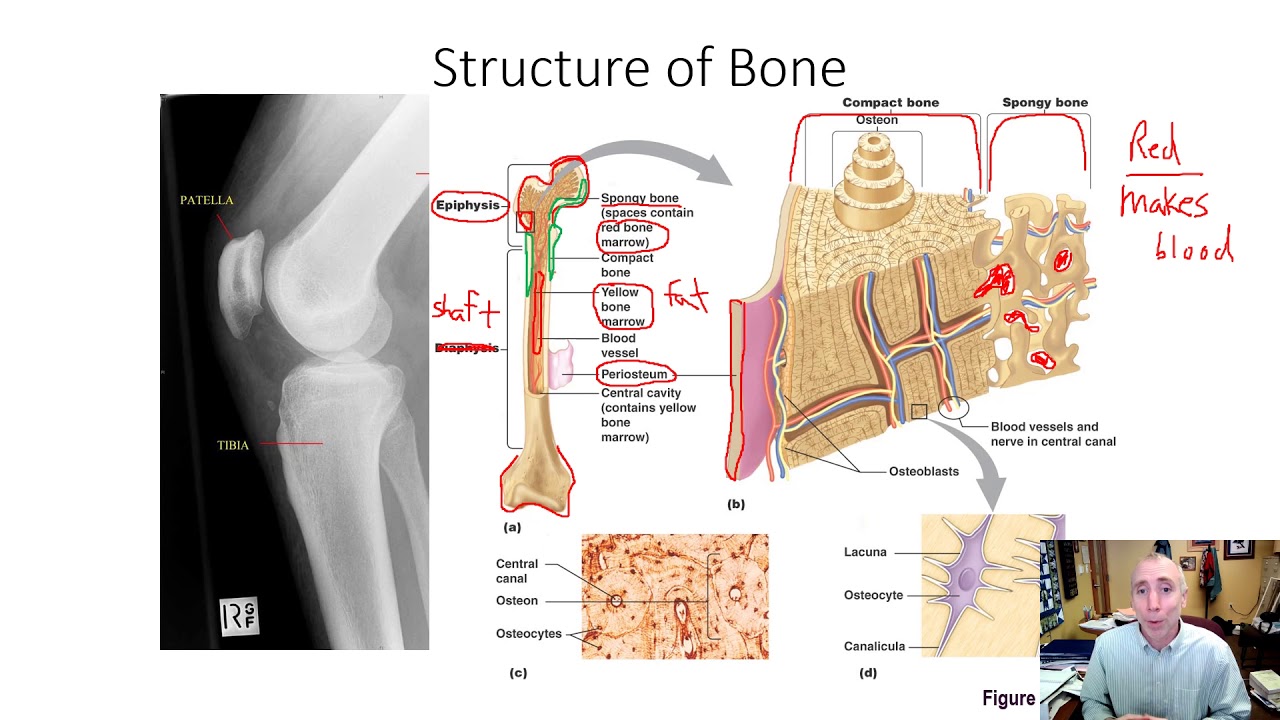 bone structure, development, and repair - YouTube