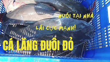 Làm Giàu Từ Mô Hình Nuôi Cá Lăng Đuôi Đỏ Trong Bể Xi Măng Tại Nhà | Bí Quyết Kiếm Tiền