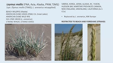 Native San Francisco Plants: Historical Ecology Applied to Climate Change Adaptation Dr. Peter Baye