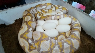 Magic Snake Eggs Wait for It