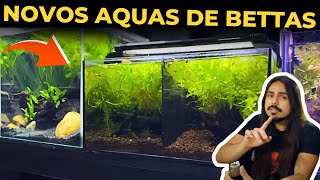 TOUR PELOS MEUS AQUÁRIOS DE BETTAS |Mr. Betta|