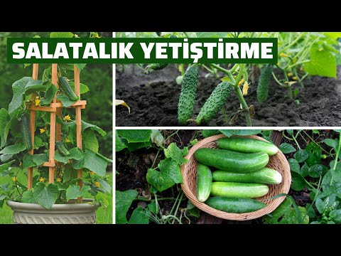 Video: Salata Nasıl Ekilir?