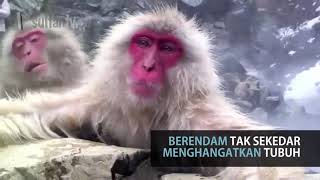 MONYET SALJU BERENDAM DI AIR HANGAT