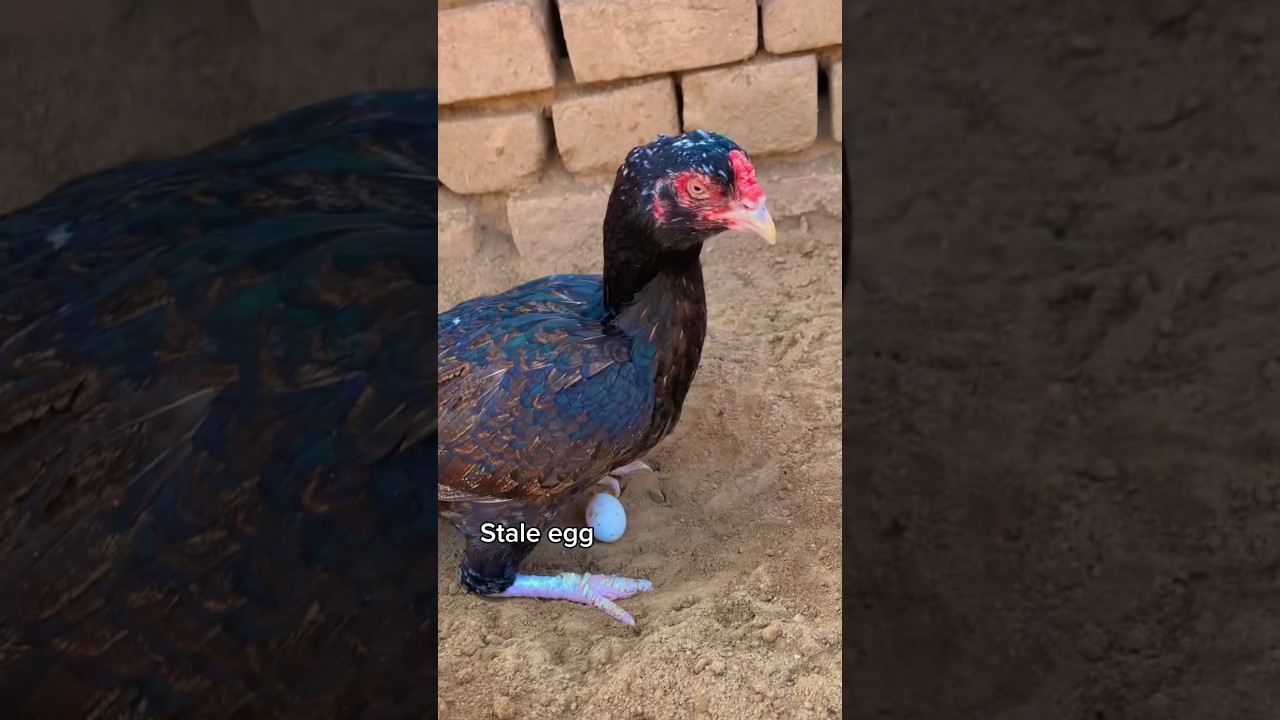 Check result of this food ..Aseel best food