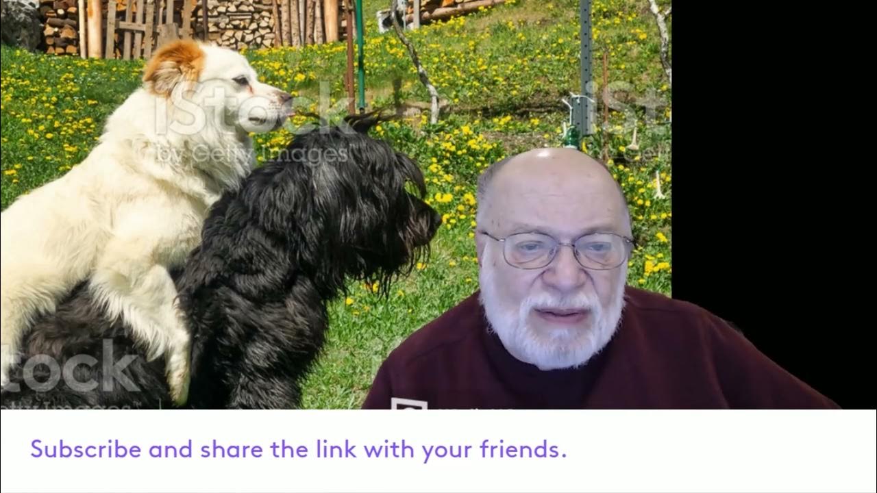 how to stop dogs from mating YouTube