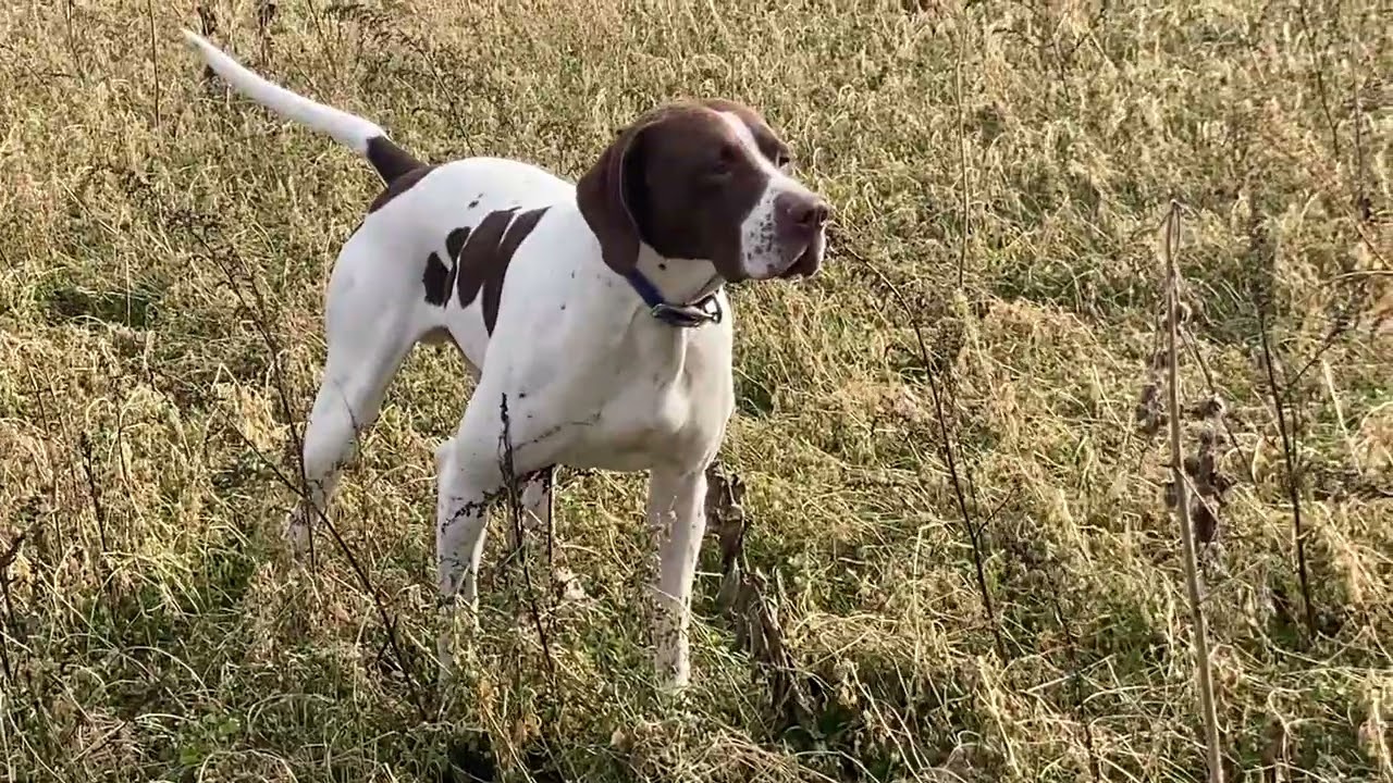 Chosen Elhew Arrow - RockDove.com