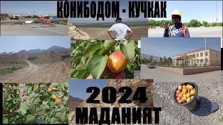 КОНИБОДОМ 2024 - КУЧКАК МАДАНИЯТ -МАЗОР МАЙСКИЙ АБРИКОС ПУХТ