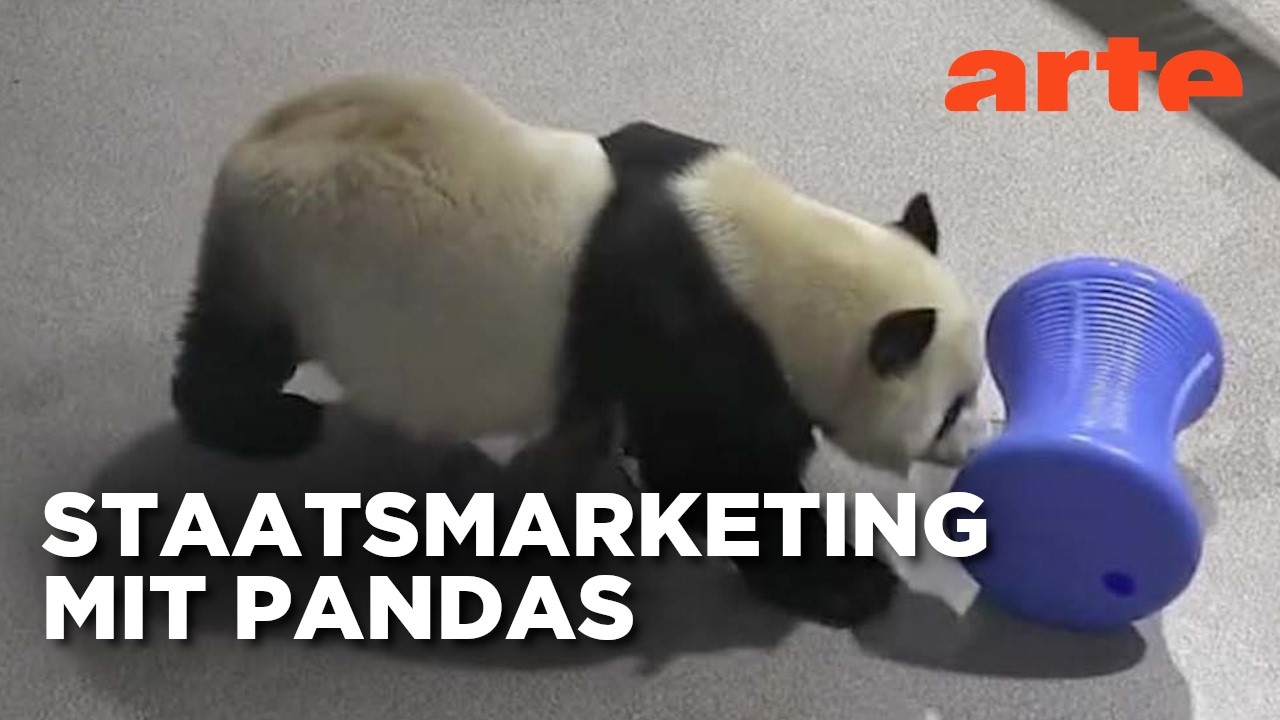 Panda-Power | Mit offenen Augen | ARTE
