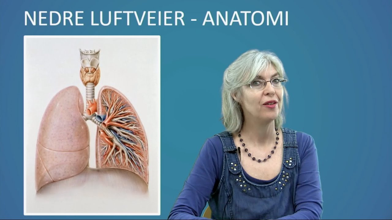 Respirasjon: Anatomi nedre luftveier