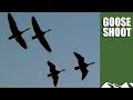 Goose Shoot