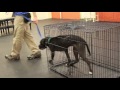 Training | Mello - Crate Introduction | Solid K9 Training Dog Training Training | Mello - Crate Introduction | Solid K9 Training Dog Training