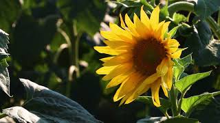 Young sunflower close up. Video footage.