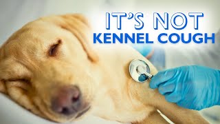 If It's Not Kennel Cough, WHAT Can You Do? by Busy With Dogs 62 views 5 months ago 20 minutes