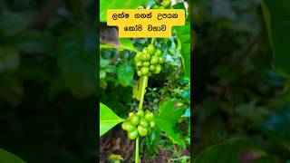 youtubeshort youtube subscribe ?ලක්ෂපතියො බිහිකරන කෝපි වගාව