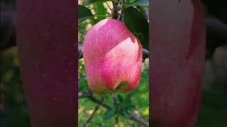 best Fruits Apple #kinoor varity in Kashmir 2024 best juice fruits