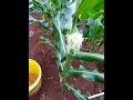 Jagung Manis yang manis