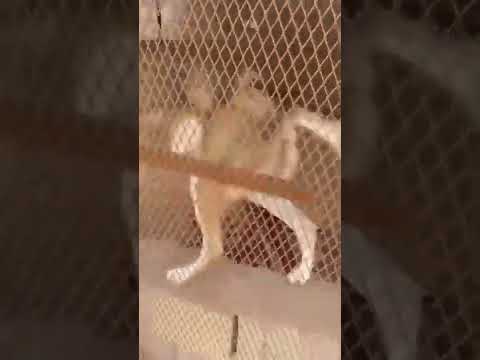 الفرق بين الذئب وابن اوى في النظافة 