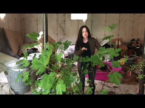 Chicago Hardy Fig - How to Grow, Care For, & Store in Containers //from Campbell&rsquo;s Freedom Farm