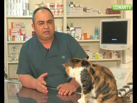 Video: Kedilerde Böbrek Yetmezliğine Bağlı Hiperparatiroidizm