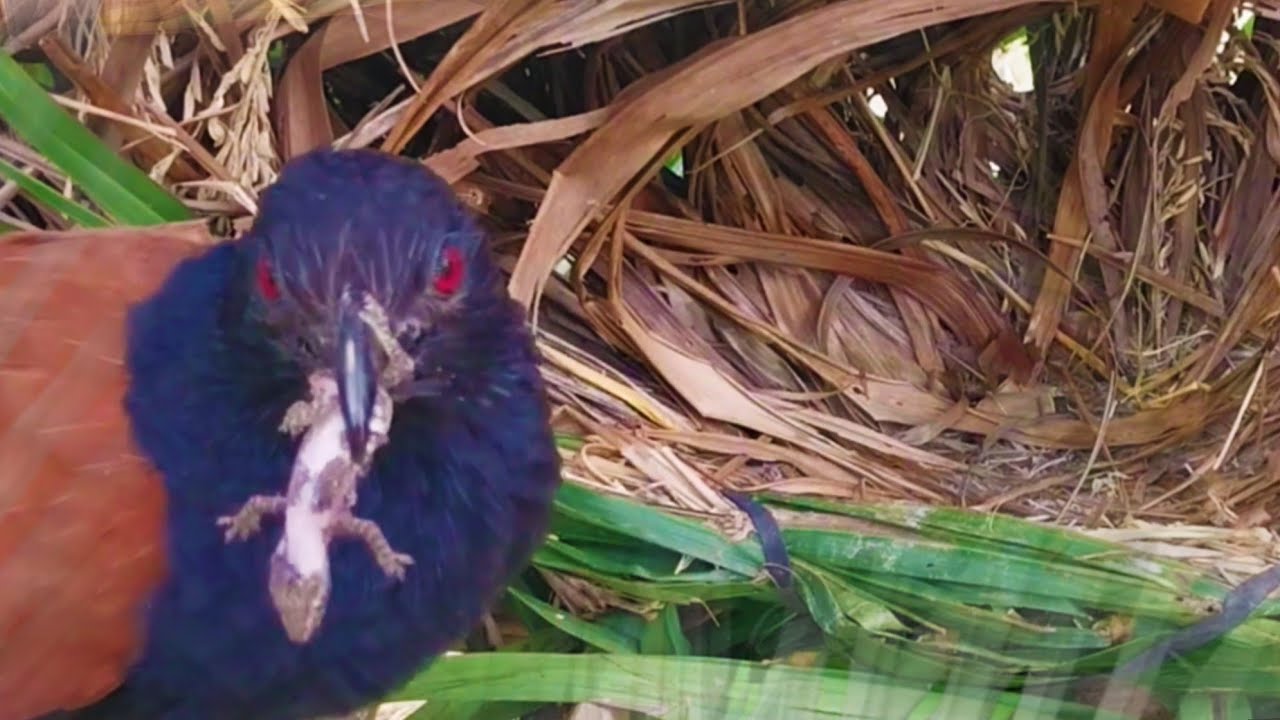 KASIHAN INDUK BURUNG MENCARI ANAKNYA YANG HILANG DARI SARANG