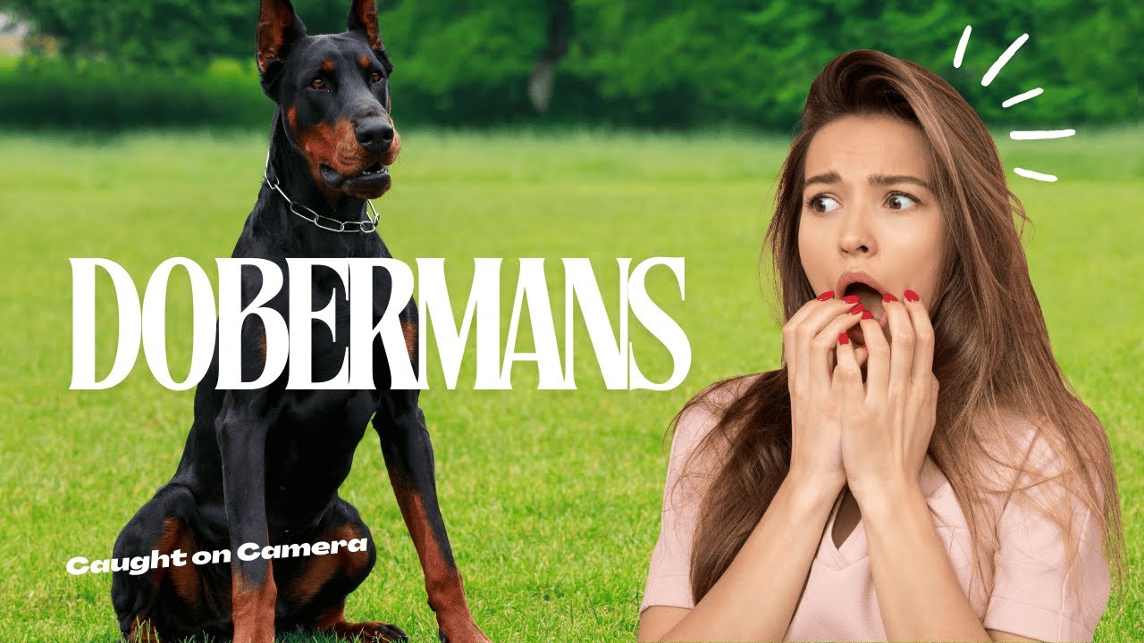 Exploring a True European Doberman: Meet Robin and Discover Top Breeding Standards in India!