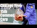 15lb Common Carp caught in Chicago River