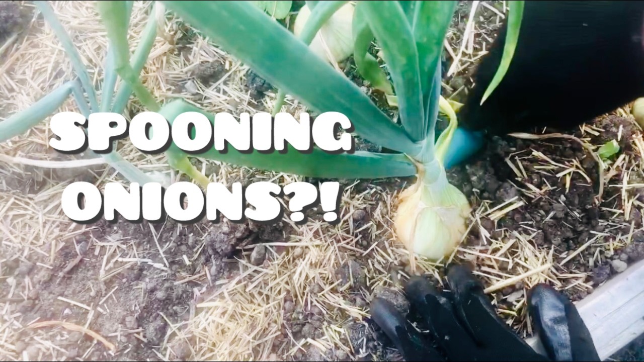 Spooning Onions. Why & When to Expose the Bulbs