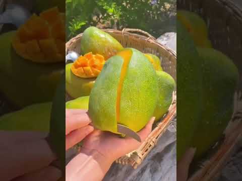 انا منجا كبيره هههه بحب المنكحا 