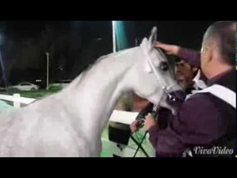 الفحل ضاعن الشيبه ولد اي جي دينر مربط الحمد