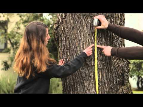 Video: Cum se măsoară circumferința copacului?